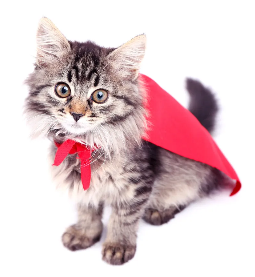 Modérateurs, mentors et conseillers [Tout sur les rôles du TCS]' title=