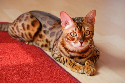 Perché dovresti iscriverti a TheCatSite.com' title=