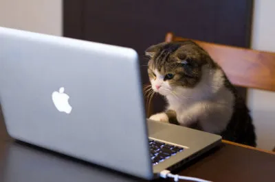Perché dovresti iscriverti a TheCatSite.com' title=
