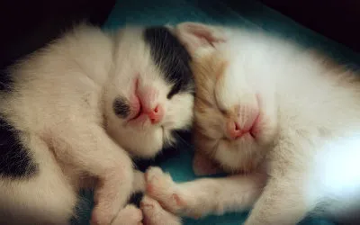 Perché dovresti iscriverti a TheCatSite.com