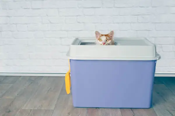 Top entry litter tray