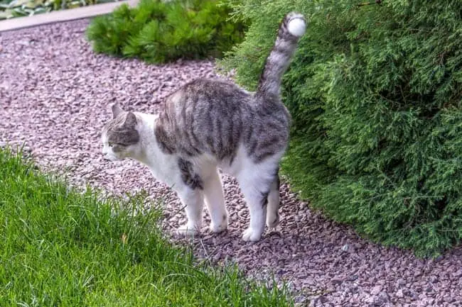 Cat spraying