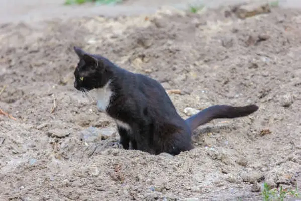 cat peeing outside on sand