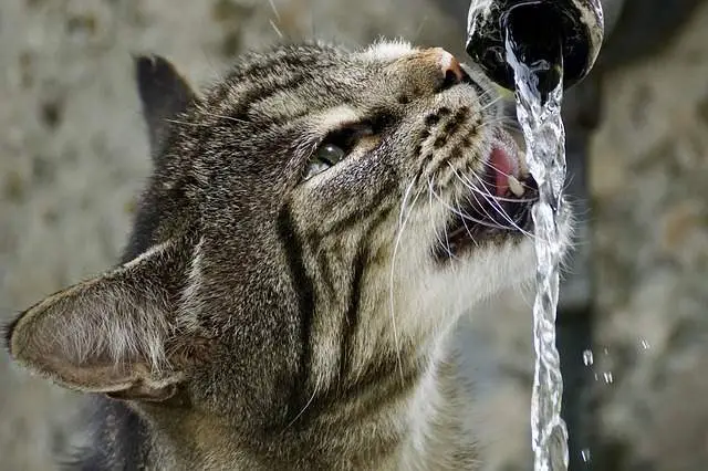 Cat drinking