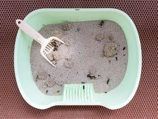 dirty litter tray box of a cat