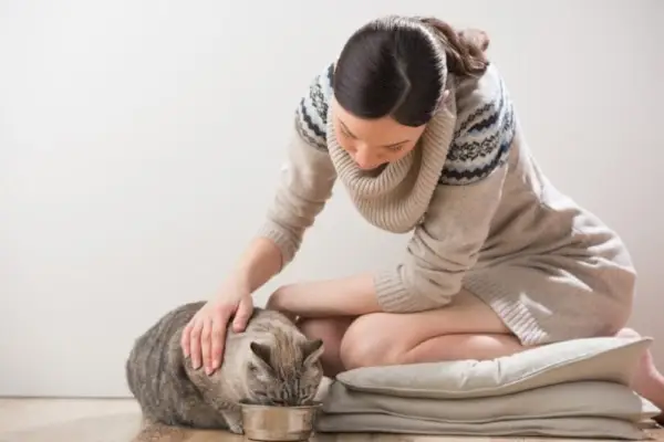 猫の飼い主がペットの猫に餌をやる